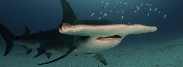 hammerhead-shark