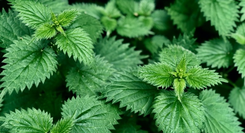stingy nettles help hay fever symptoms